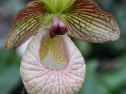 Paph.xFanaticum003